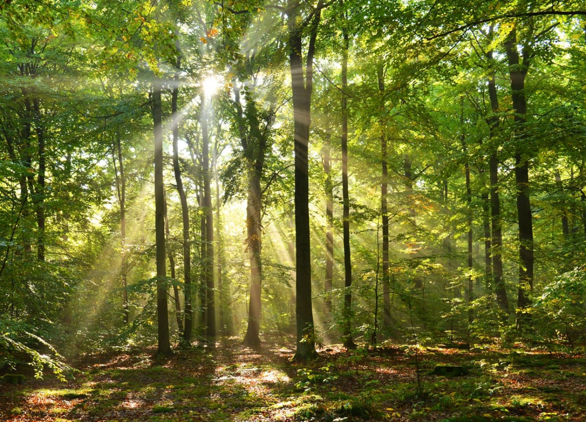 Ecologie et spiritualité : Jules César et la destruction de la forêt gauloise – par Nicolas Bonnal