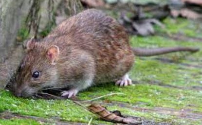 Exterminer le surmulot ? Mieux vaut taxer le Parigot ! par Modeste Schwartz