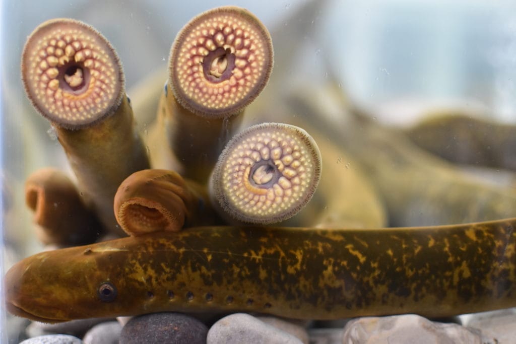 Grands Lacs: l’explosion des « poissons vampires » après les confinements COVID inquiète les scientifiques