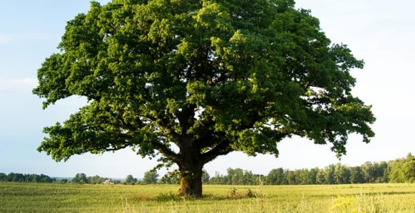 Merci à tous ceux qui nous ont aidé à réussir financièrement notre première année !